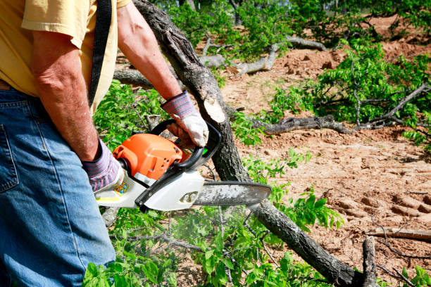 Tree Branch Trimming in Redland, TX